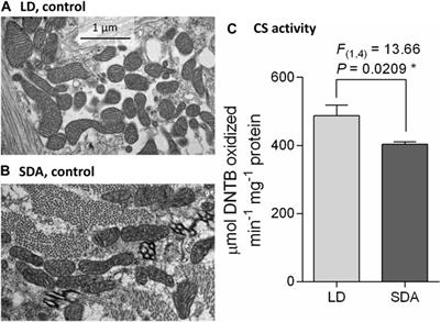Extracellular freezing induces a permeability transition in the inner membrane of muscle mitochondria of freeze-sensitive but not freeze-tolerant Chymomyza costata larvae